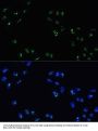 DDX21 Antibody