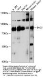 BAG3 Antibody