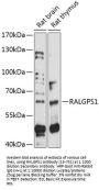 RALGPS1 Antibody