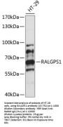 RALGPS1 Antibody