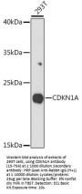 CDKN1A Antibody