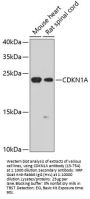 CDKN1A Antibody