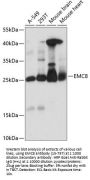 EMC8 Antibody