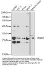 PRDX4 Antibody, KO Validated
