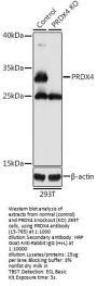 PRDX4 Antibody, KO Validated