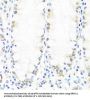 BRMS1 Antibody