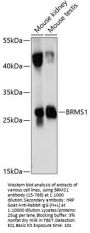 BRMS1 Antibody