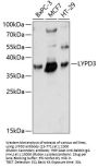 LYPD3 Antibody