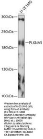 PLXNA3 Antibody