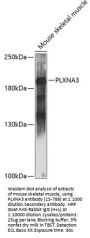 PLXNA3 Antibody