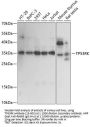 TP53RK Antibody