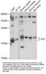 IL31 Antibody