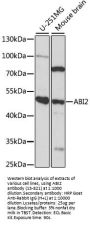 ABI2 Antibody