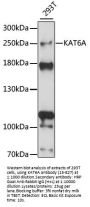 KAT6A Antibody