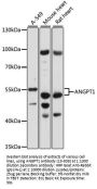 ANGPT1 Antibody