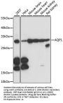AQP1 Antibody