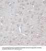AQP1 Antibody