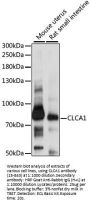 CLCA1 Antibody