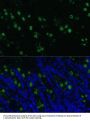 CLCA1 Antibody