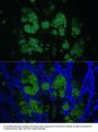 CLCA1 Antibody