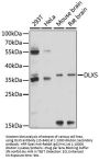 DLX5 Antibody