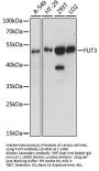 FUT3 Antibody