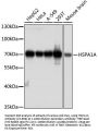 HSPA1A Antibody [1B10F3]