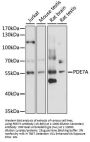 PDE7A Antibody