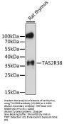 TAS2R38 Antibody