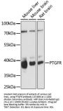 PTGFR Antibody