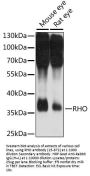 RHO Antibody