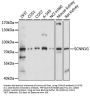 SCNN1G Antibody