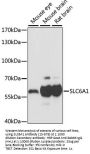 SLC6A1 Antibody