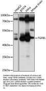 TGFB1 Antibody
