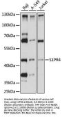 S1PR4 Antibody