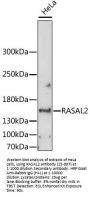 RASAL2 Antibody