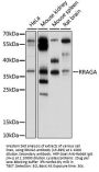 RRAGA Antibody