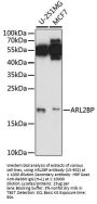 ARL2BP Antibody