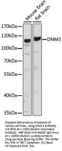 DNM3 Antibody