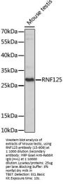 RNF125 Antibody