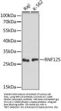 RNF125 Antibody