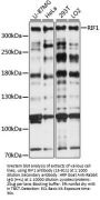 RIF1 Antibody