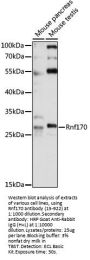 Rnf170 Antibody