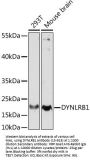 DYNLRB1 Antibody