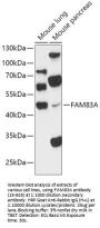 FAM83A Antibody