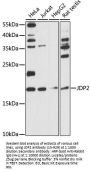 JDP2 Antibody