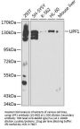 UPF1 Antibody