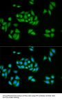 UPF1 Antibody