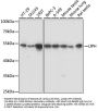 LIPH Antibody