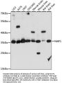 NAIF1 Antibody